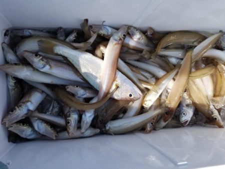 オーフリー 釣果