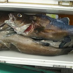 モンロー号 釣果