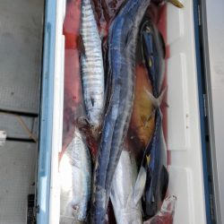 ブルーピア 釣果