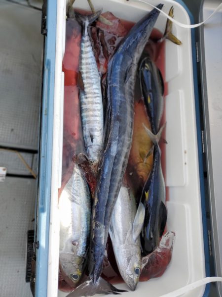 ブルーピア 釣果