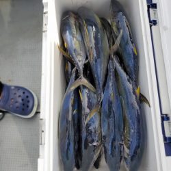 ブルーピア 釣果