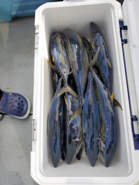 ブルーピア 釣果