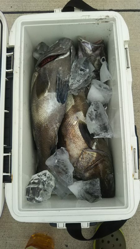 モンロー号 釣果