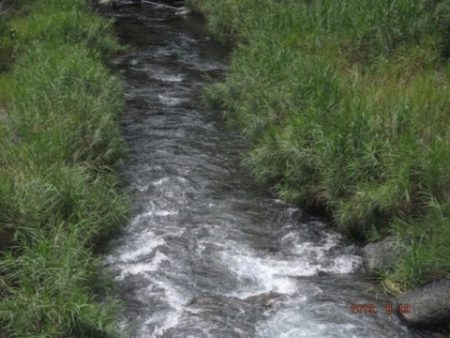 大井川（大井川(非)漁業協同組合） 釣果