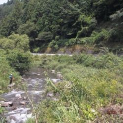 大井川（大井川(非)漁業協同組合） 釣果