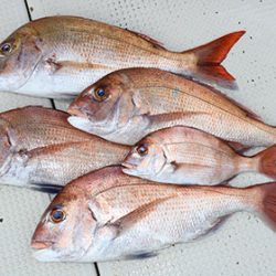 松本釣船２ 釣果