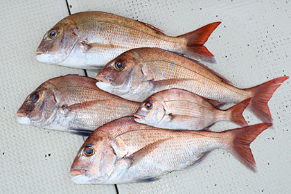 松本釣船２ 釣果