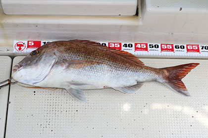 松本釣船２ 釣果