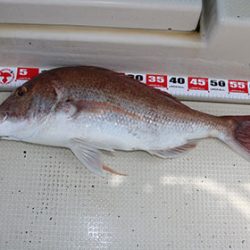 松本釣船２ 釣果