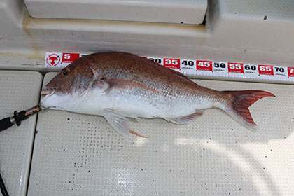 松本釣船２ 釣果