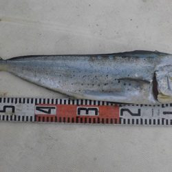 ルアー船マヒマヒ 釣果