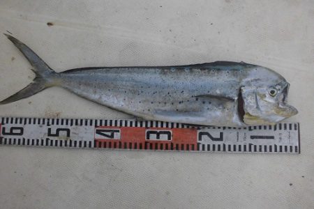 ルアー船マヒマヒ 釣果