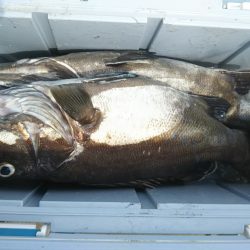 モンロー号 釣果