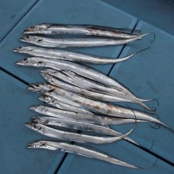 十八宝洋丸 釣果