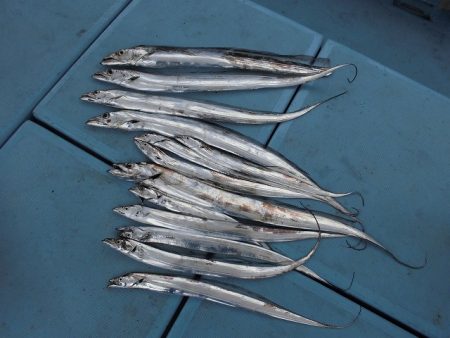 十八宝洋丸 釣果