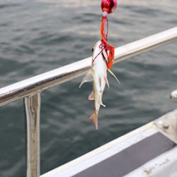 松本釣船２ 釣果
