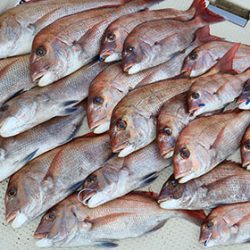 松本釣船２ 釣果