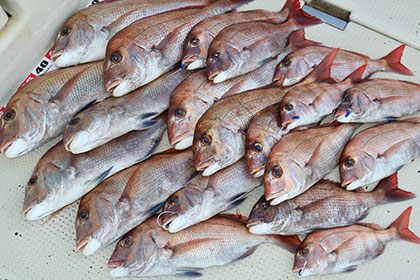 松本釣船２ 釣果