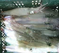 海龍丸（福岡） 釣果