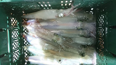 海龍丸（福岡） 釣果