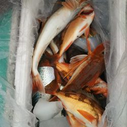 モンロー号 釣果