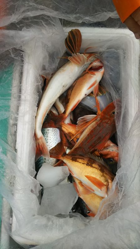 モンロー号 釣果