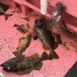 第八平成丸 釣果