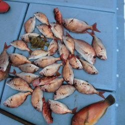 十八宝洋丸 釣果