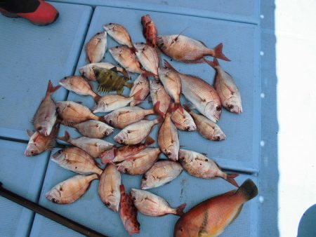 十八宝洋丸 釣果