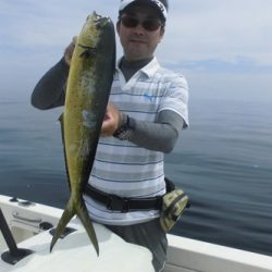 ルアー船マヒマヒ 釣果