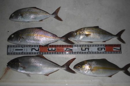 ルアー船マヒマヒ 釣果