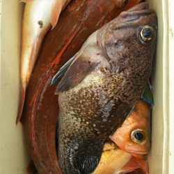 モンロー号 釣果