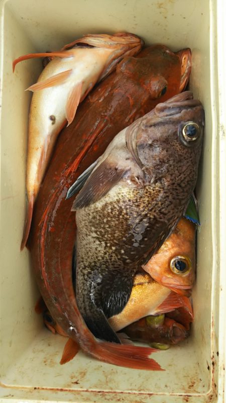 モンロー号 釣果