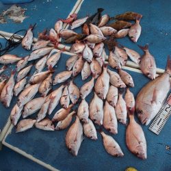 十八宝洋丸 釣果