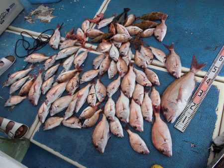 十八宝洋丸 釣果