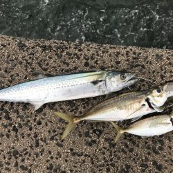 レイズは魚とたくさん出会える楽しいジグ！【シャウト（Shout!）レイズ　インプレッション】