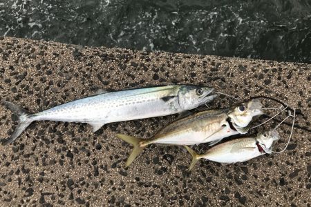 レイズは魚とたくさん出会える楽しいジグ！【シャウト（Shout!）レイズ　インプレッション】