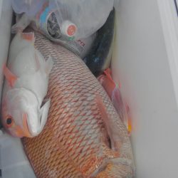 遊漁船 新鋭丸 釣果