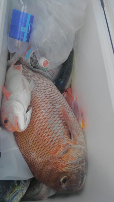 遊漁船 新鋭丸 釣果