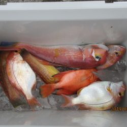 大進丸(新潟) 釣果