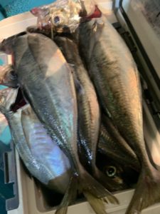 愛海丸 釣果
