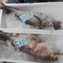 大進丸(新潟) 釣果