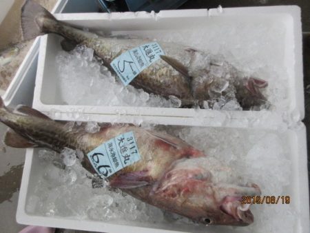 大進丸(新潟) 釣果