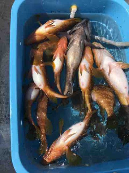龍宮丸 釣果