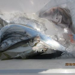 大進丸（新潟） 釣果