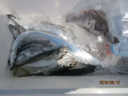 大進丸（新潟） 釣果