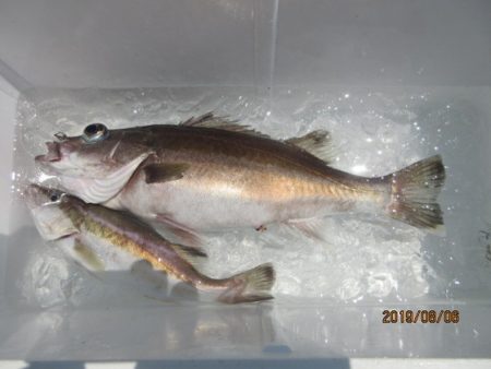 大進丸（新潟） 釣果