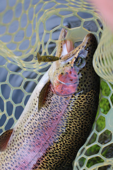 小菅トラウトガーデン 釣果