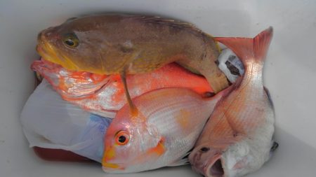 遊漁船 新鋭丸 釣果