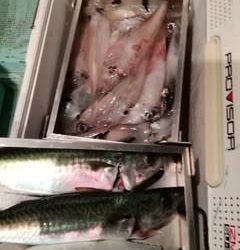 松福丸 釣果